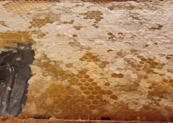 Hansı bal arıqlamağa kömək edir?