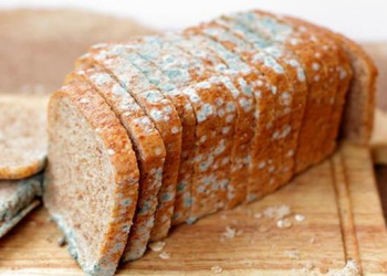 Təsadüfən kifli qida yesəniz nə baş verər?