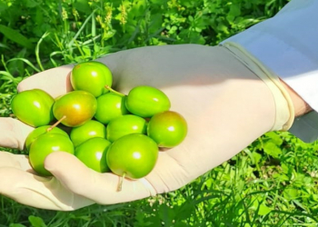 Alça təsərrüfatlarında aparılan monitorinqlər zamanı zərərli orqanizm aşkarlanmayıb