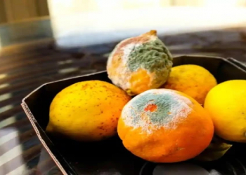 Faydalı və təhlükəli kif arasındakı fərq: mütəxəssis vacib məqamları açıqlayır