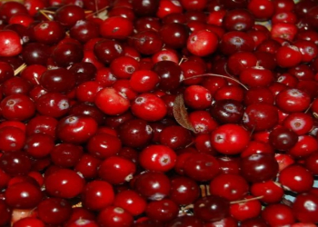 Zoğalın faydaları niyə bu qədər vacib sayılır?