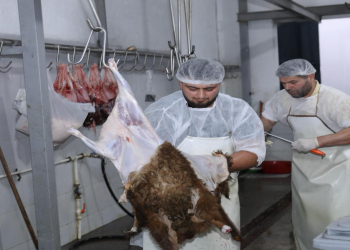 Ölkə üzrə 134 ünvanda qurbanlıq heyvanların satış və kəsim xidmətləri davam etdirilib