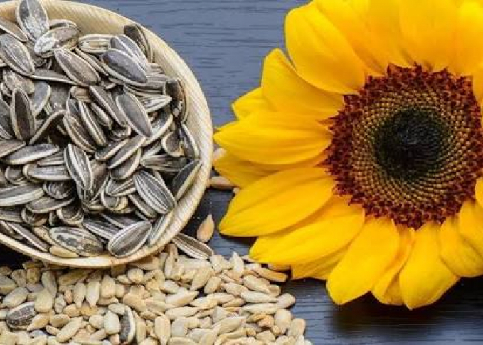 Bağırsaq sağlamlığı üçün faydalı, liflə zəngin üç növ toxum