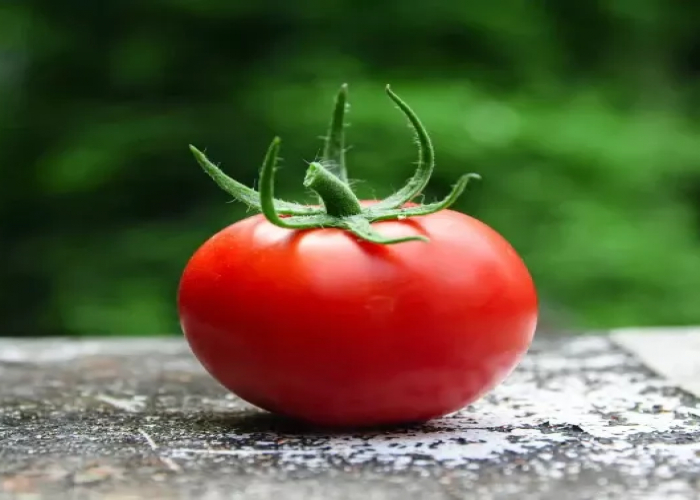 Təzə pomidorun faydaları