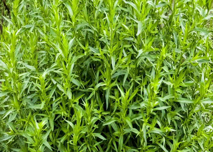 Tərxunun faydaları nələrdir?