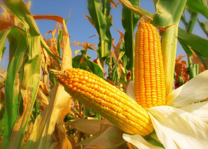 Həm arıqladır, həm gözəlləşdirir